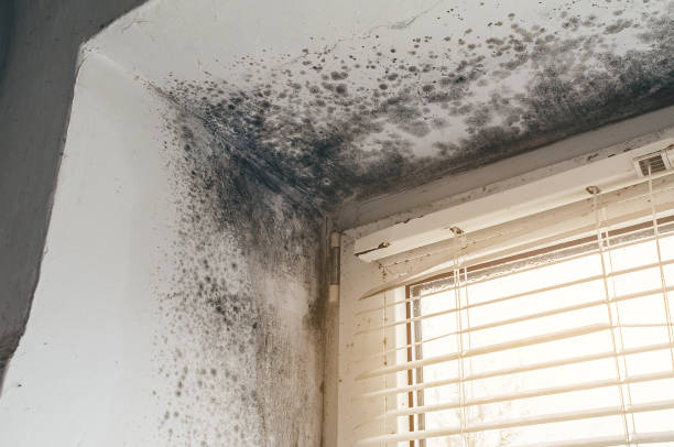 Affordable Mold Cleanup solutions in Pentwater, MI