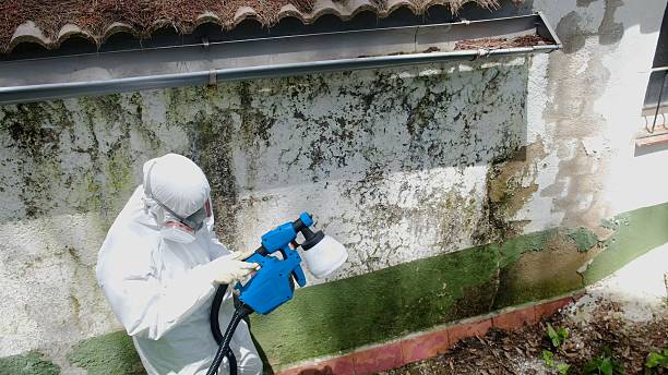 Top rated local Mold Cleanup specialists in Pentwater, MI